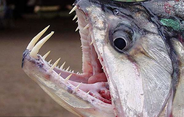 Foto - Dünyanın en tehlikeli canlıları! Ölüm saçıyorlar!