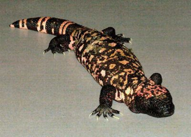 Foto - Dünyanın en tehlikeli canlıları! Ölüm saçıyorlar!