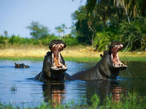 Foto - Dünyanın en tehlikeli canlıları! Ölüm saçıyorlar!