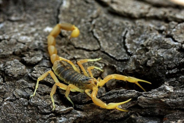 Foto - Dünyanın en tehlikeli canlıları! Ölüm saçıyorlar!