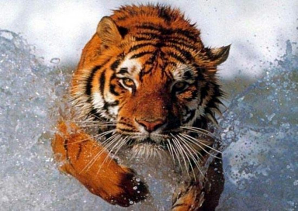 Foto - Dünyanın en tehlikeli canlıları! Ölüm saçıyorlar!