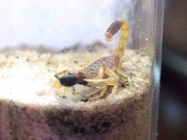 Foto - Dünyanın en tehlikeli canlıları! Ölüm saçıyorlar!