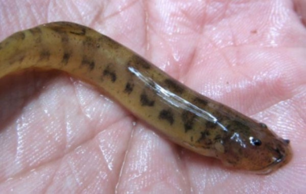 Foto - Dünyanın en tehlikeli canlıları! Ölüm saçıyorlar!