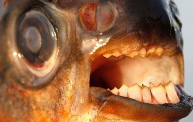 Foto - Dünyanın en tehlikeli canlıları! Ölüm saçıyorlar!