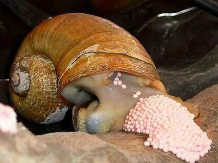 Foto - Dünyanın en tehlikeli canlılarından birinin salyangoz olduğunu biliyor muydunuz?