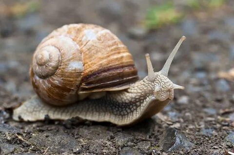 Foto - Dünyanın en tehlikeli canlılarından birinin salyangoz olduğunu biliyor muydunuz?