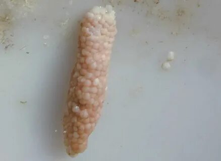 Foto - Dünyanın en tehlikeli canlılarından birinin salyangoz olduğunu biliyor muydunuz?