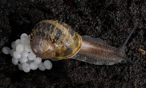 Foto - Dünyanın en tehlikeli canlılarından birinin salyangoz olduğunu biliyor muydunuz?