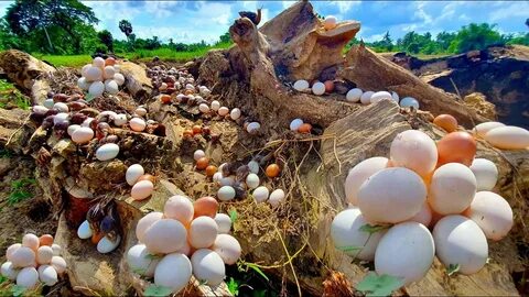 Foto - Dünyanın en tehlikeli canlılarından birinin salyangoz olduğunu biliyor muydunuz?