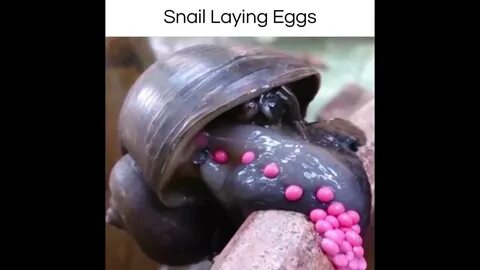 Foto - Dünyanın en tehlikeli canlılarından birinin salyangoz olduğunu biliyor muydunuz?