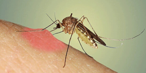 'Dünyanın en tehlikeli hayvanı' deyip Türkiye'yi uyardı: Bir milyondan fazla insan öldürdü