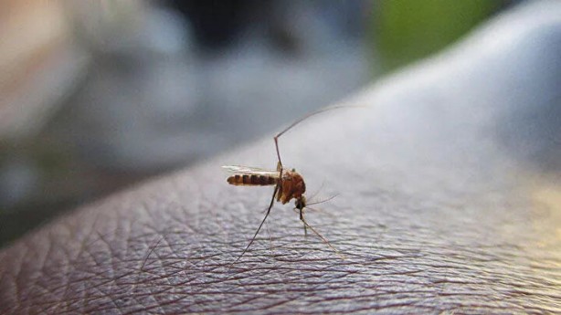 Foto - 'Dünyanın en tehlikeli hayvanı' deyip Türkiye'yi uyardı: Bir milyondan fazla insan öldürdü