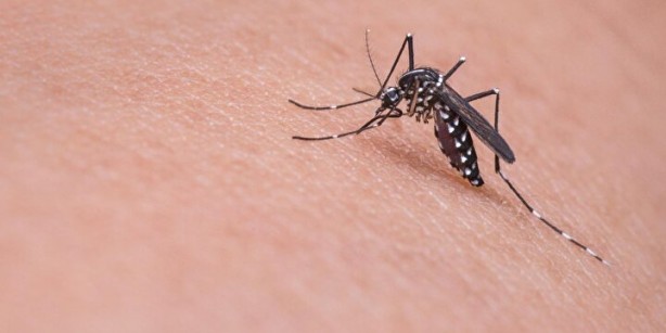 Foto - 'Dünyanın en tehlikeli hayvanı' deyip Türkiye'yi uyardı: Bir milyondan fazla insan öldürdü