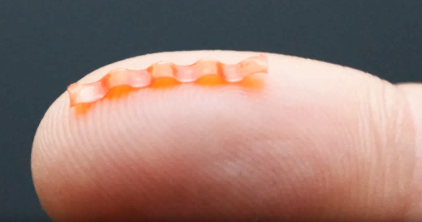 Foto - Dünyanın en tehlikeli tırtılı üretildi!