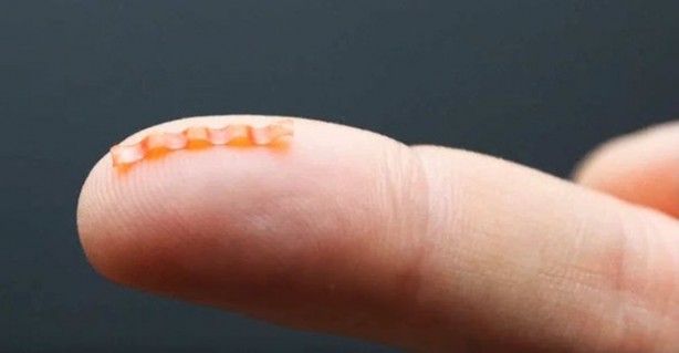 Foto - Dünyanın en tehlikeli tırtılı üretildi!