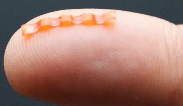 Foto - Dünyanın en tehlikeli tırtılı üretildi!