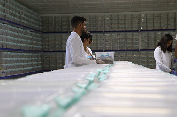 Foto - Dünyanın en tehlikeli ve en pahalı işi! Litresi tam tamına 10 milyon dolar