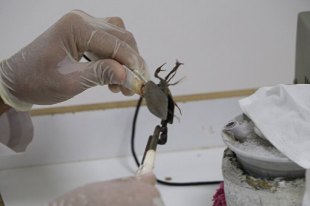 Foto - Dünyanın en tehlikeli ve en pahalı işi! Litresi tam tamına 10 milyon dolar