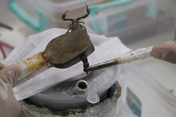 Foto - Dünyanın en tehlikeli ve en pahalı işi! Litresi tam tamına 10 milyon dolar