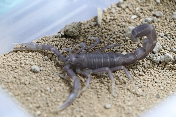 Foto - Dünyanın en tehlikeli ve en pahalı işi! Litresi tam tamına 10 milyon dolar