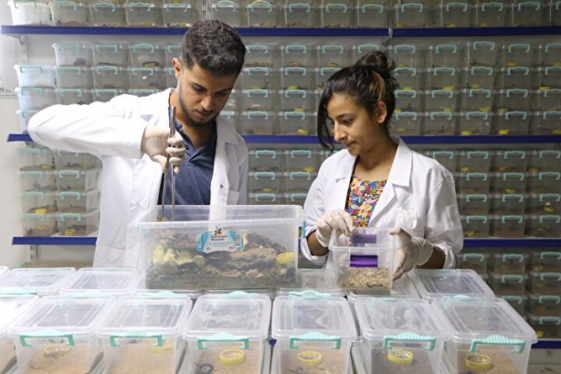 Foto - Dünyanın en tehlikeli ve en pahalı işi! Litresi tam tamına 10 milyon dolar