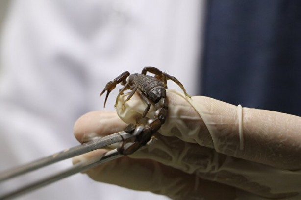 Dünyanın en tehlikeli ve en pahalı işi! Litresi tam tamına 10 milyon dolar