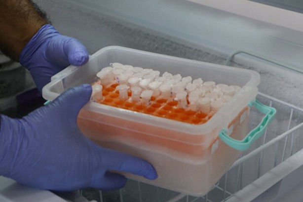 Foto - Dünyanın en tehlikeli ve en pahalı işi! Litresi tam tamına 10 milyon dolar