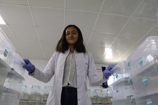 Foto - Dünyanın en tehlikeli ve en pahalı işi! Litresi tam tamına 10 milyon dolar