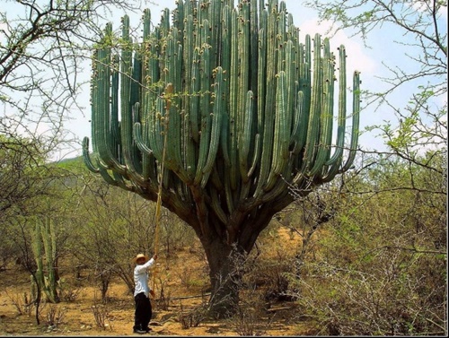 Foto - Dünyanın en tuhaf 50 ölümü