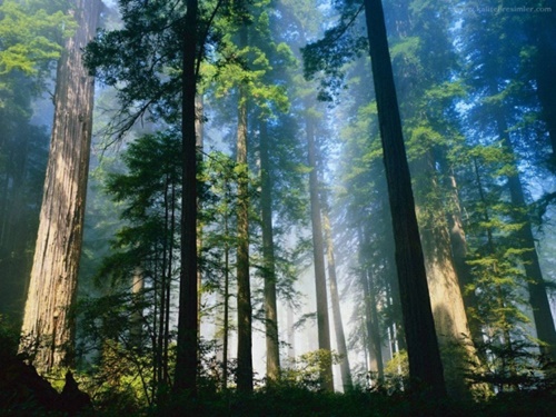 Foto - Dünyanın en tuhaf 50 ölümü