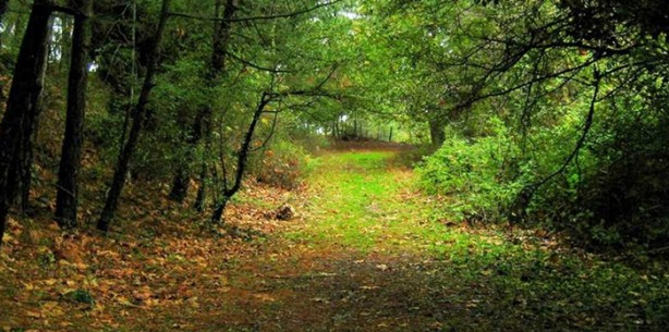 Foto - Dünyanın en tuhaf ölümleri