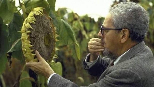 Foto - Dünyanın en tuhaf ölümleri