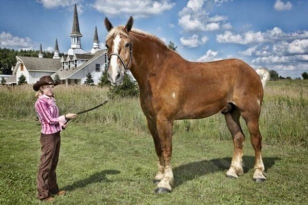 Foto - Dünyanın en uçuk rekorları