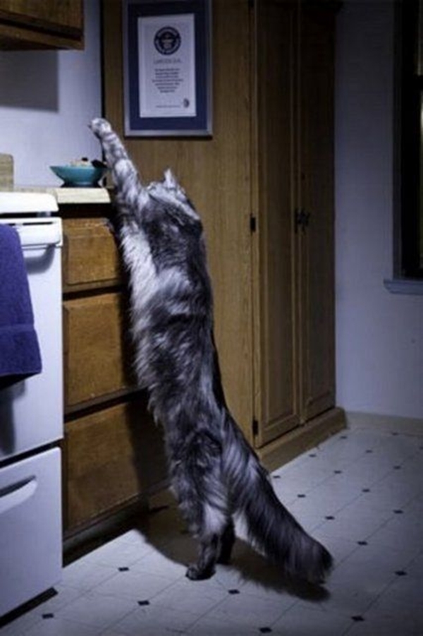 Foto - Dünyanın en uçuk rekorları