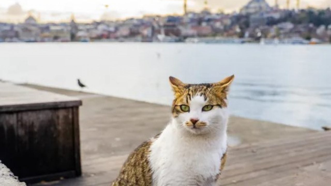 Foto - Dünyanın en uzun yaşayan 5 kedisi belli oldu! Ömürleri herkesi şaşırttı