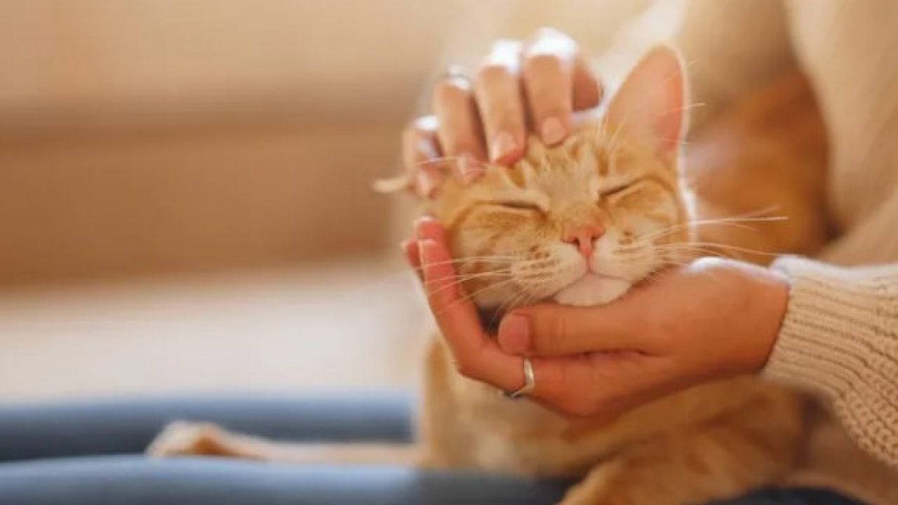 Foto - Dünyanın en uzun yaşayan 5 kedisi belli oldu! Ömürleri herkesi şaşırttı