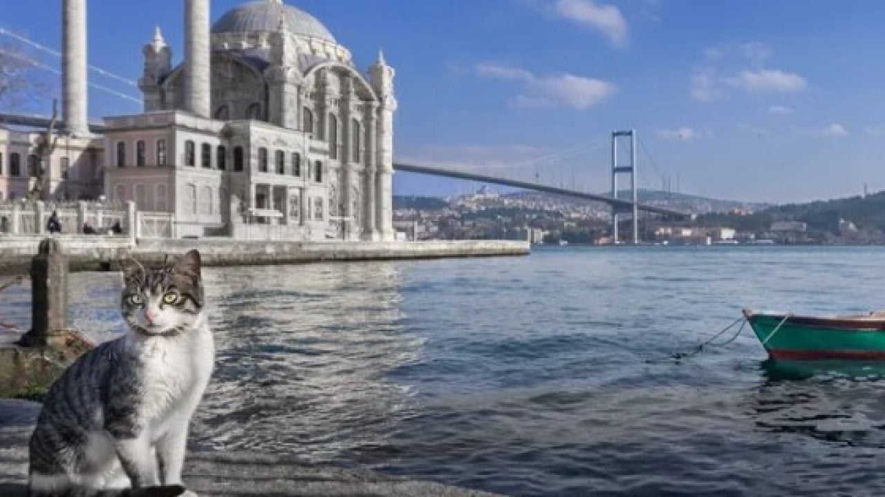 Foto - Dünyanın en uzun yaşayan 5 kedisi belli oldu! Ömürleri herkesi şaşırttı