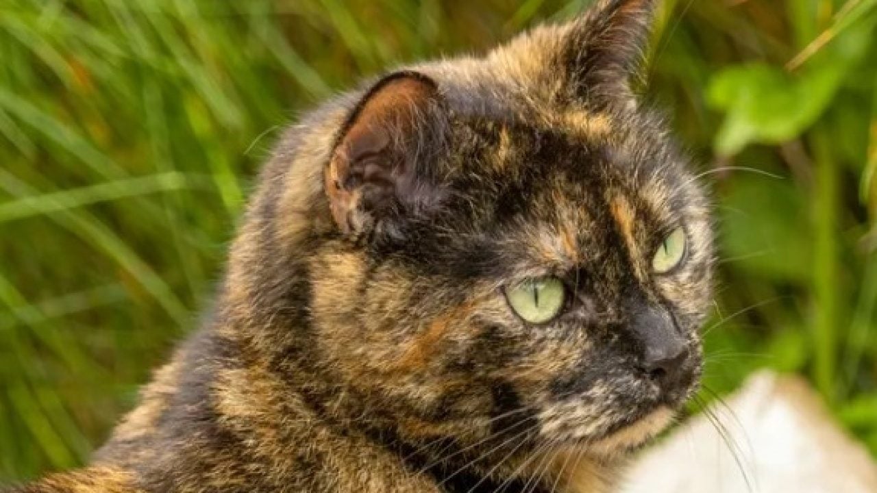Foto - Dünyanın en uzun yaşayan 5 kedisi belli oldu! Ömürleri herkesi şaşırttı