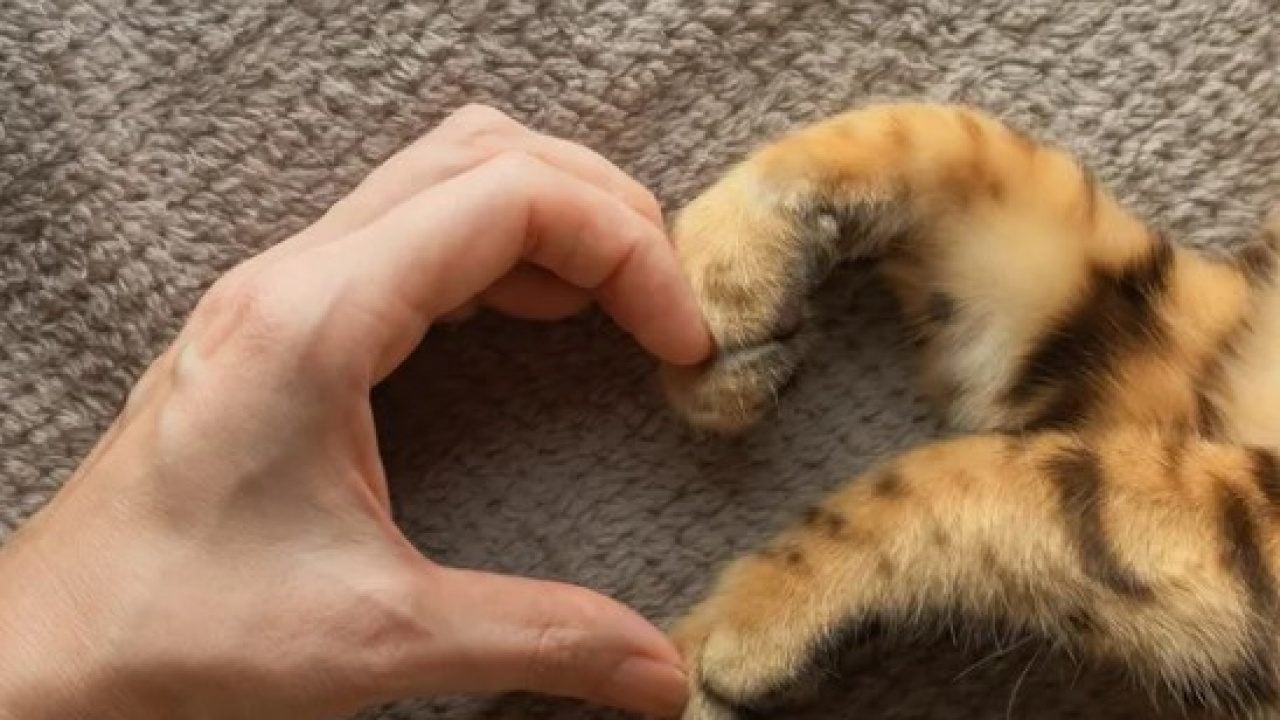 Foto - Dünyanın en uzun yaşayan 5 kedisi belli oldu! Ömürleri herkesi şaşırttı