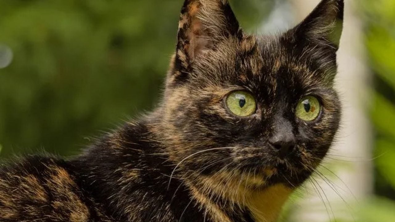Foto - Dünyanın en uzun yaşayan 5 kedisi belli oldu! Ömürleri herkesi şaşırttı