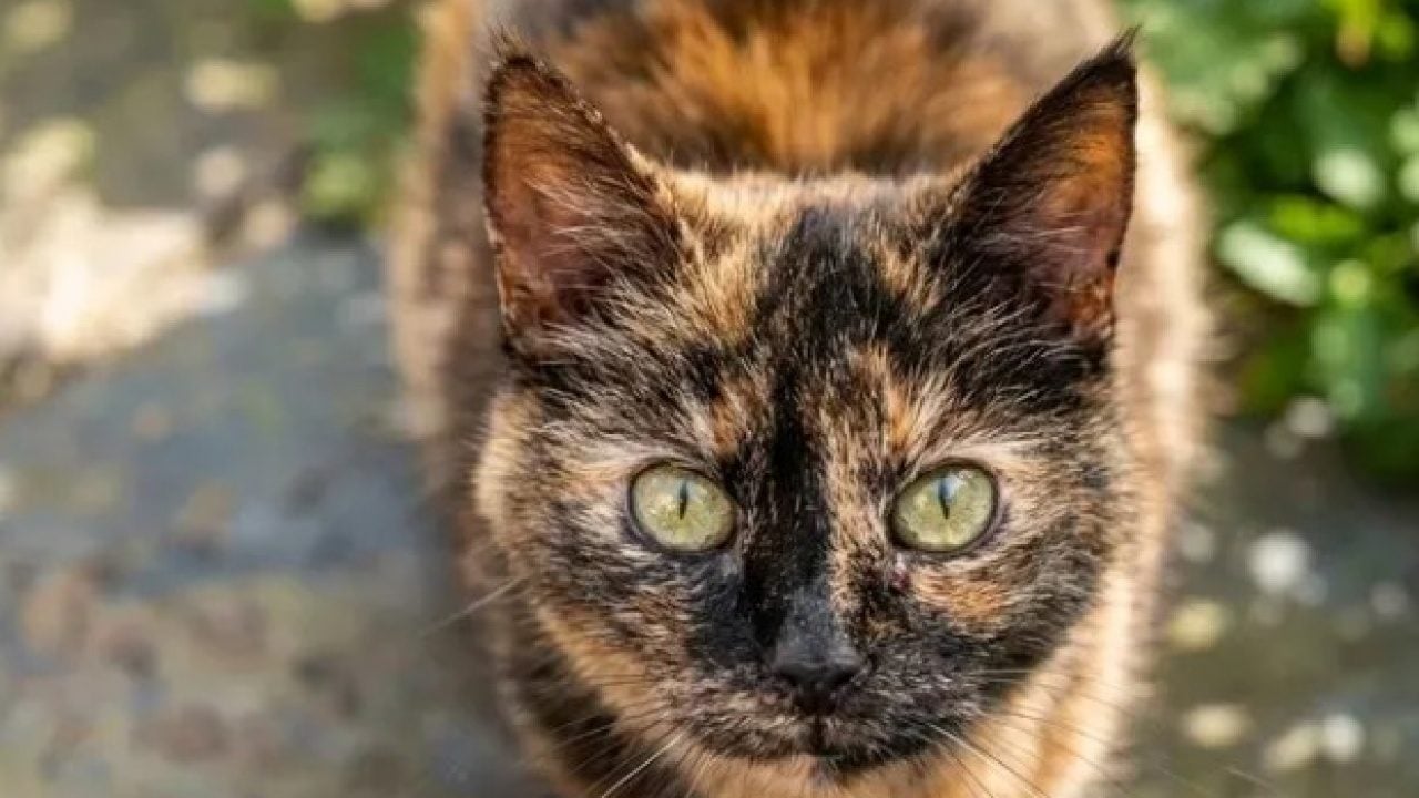 Foto - Dünyanın en uzun yaşayan 5 kedisi belli oldu! Ömürleri herkesi şaşırttı