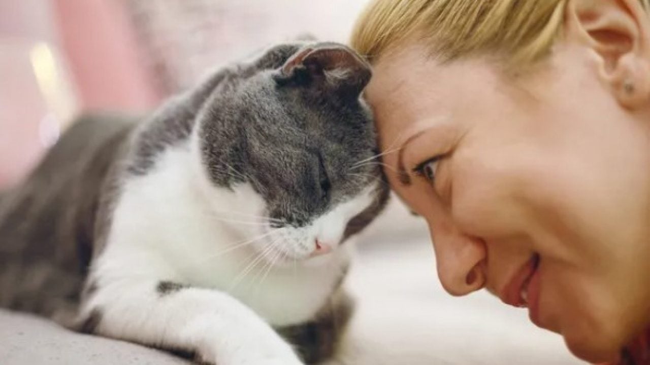 Foto - Dünyanın en uzun yaşayan 5 kedisi belli oldu! Ömürleri herkesi şaşırttı