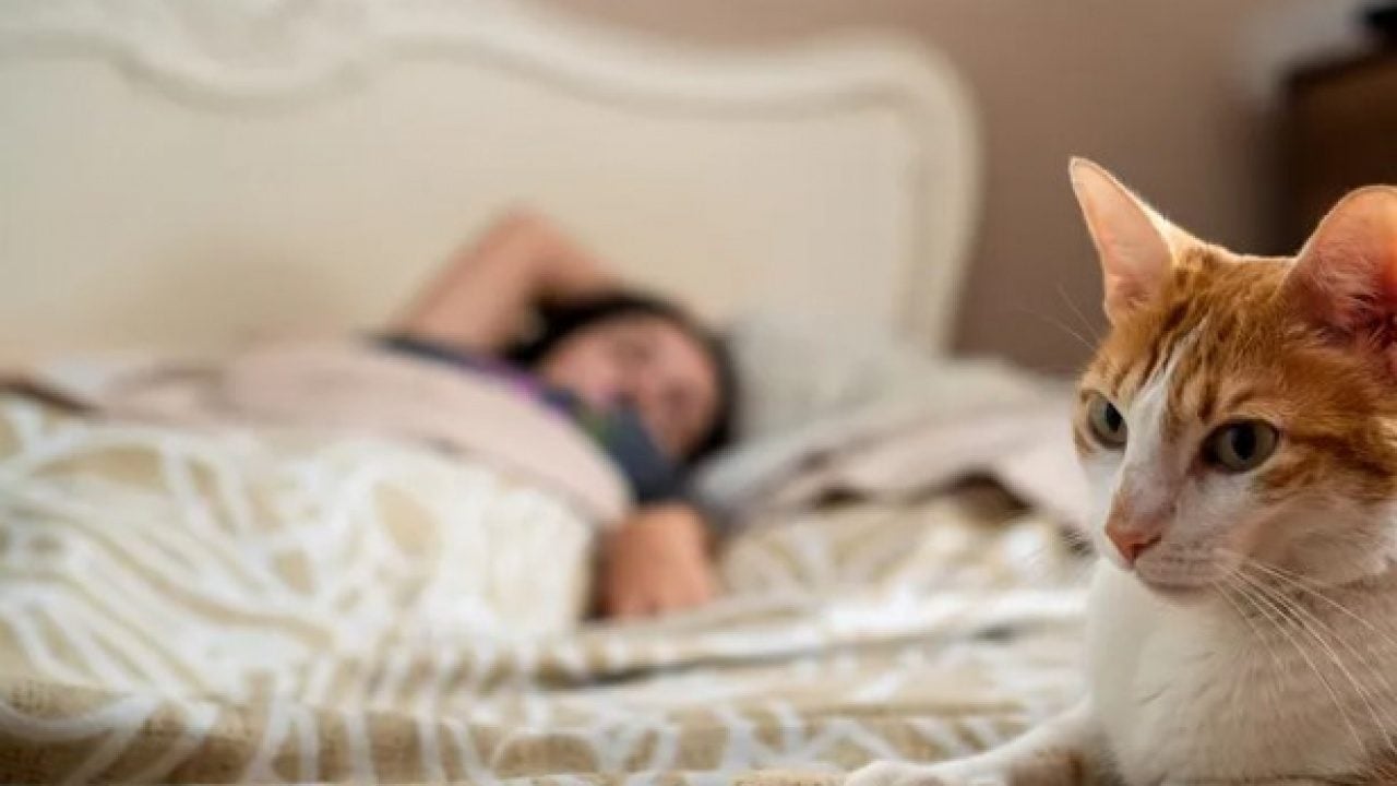 Foto - Dünyanın en uzun yaşayan 5 kedisi belli oldu! Ömürleri herkesi şaşırttı