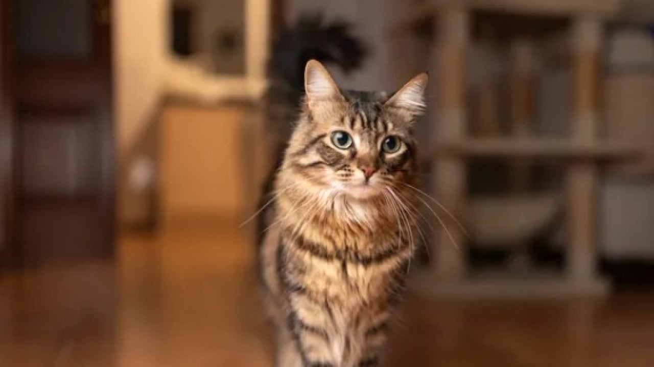 Foto - Dünyanın en uzun yaşayan 5 kedisi belli oldu! Ömürleri herkesi şaşırttı