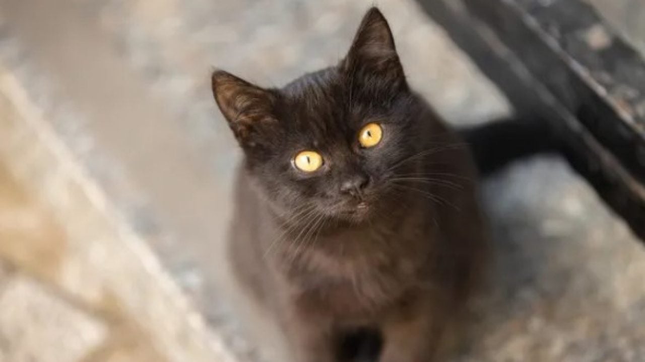 Foto - Dünyanın en uzun yaşayan 5 kedisi belli oldu! Ömürleri herkesi şaşırttı