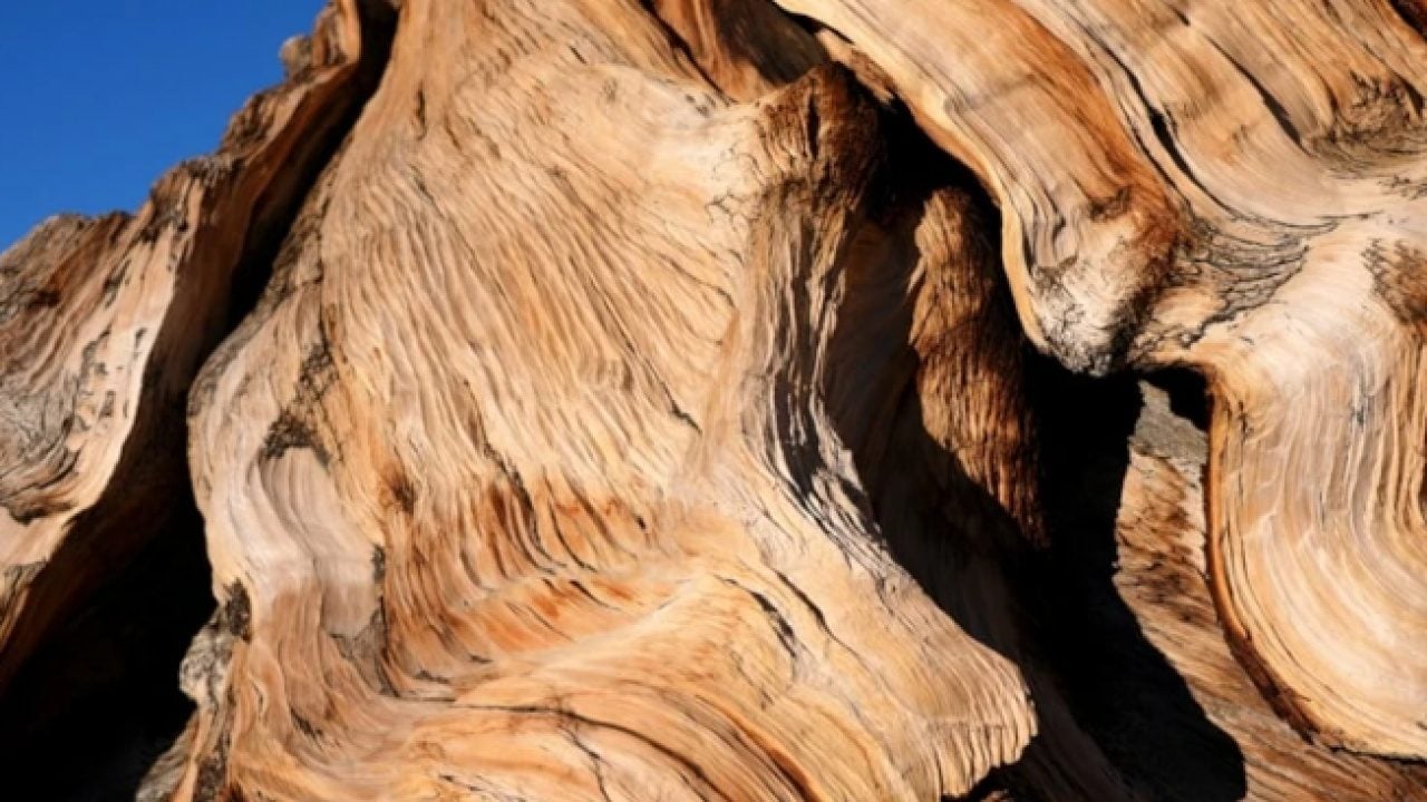 Foto - Dünyanın en yaşlısı görüntülendi! Tam 4 bin 858 yaşında!