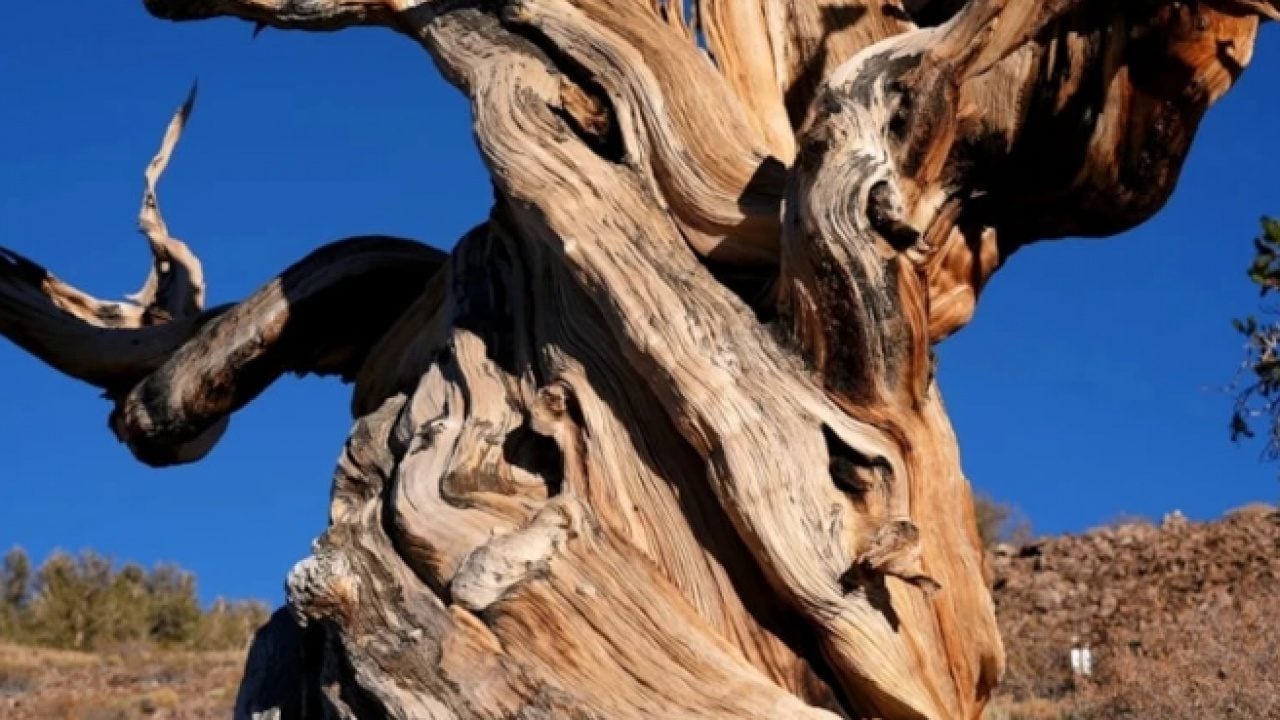Foto - Dünyanın en yaşlısı görüntülendi! Tam 4 bin 858 yaşında!