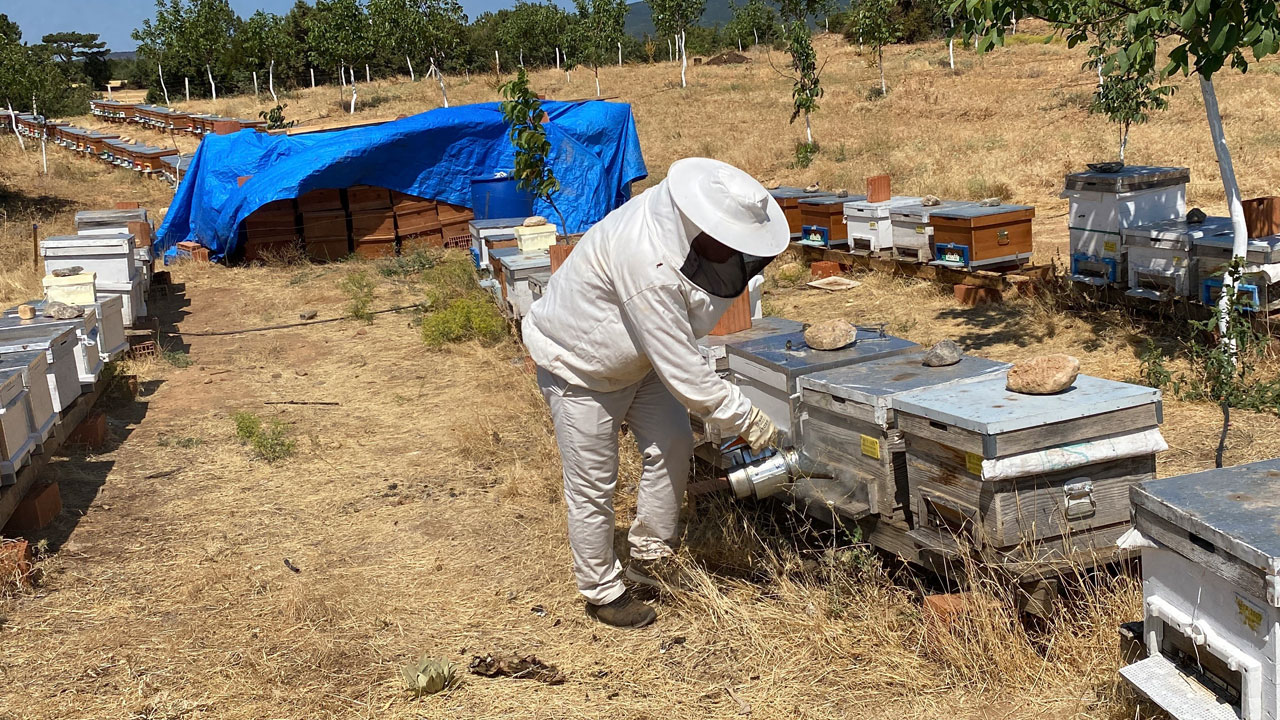 Foto - Dünyanın en yüksek prolin değerli balı! Eskişehirli arıcı Guinness’e hazırlanıyor