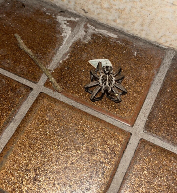 Foto - Dünyanın en zehirli örümceği bulundu! Şimdiye kadar böylesi görülmedi