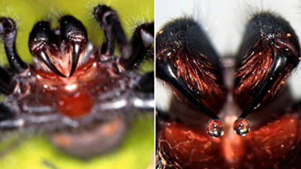 Dünyanın en zehirli örümceği bulundu! Şimdiye kadar böylesi görülmedi